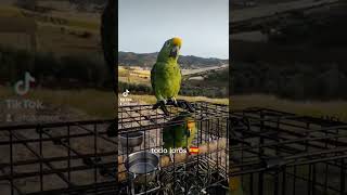 💚loros amazonas hablando 🦜loros verdes [upl. by Fowle]