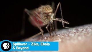 SPILLOVER  ZIKA EBOLA amp BEYOND  Trailer  PBS [upl. by Llertnahs930]