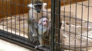 サバンナモンキーの赤ちゃん（東山動植物園2010）Baby Savannah monkey 2weeks after birth [upl. by Alfred]