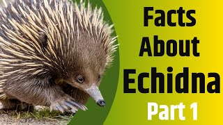 Facts About Echidna  Part 1  The Spiny Egg Laying Mammal  2020 [upl. by Wilkinson]