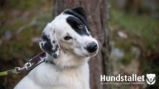 Hundstallshunden Roys resa  från rädd till nyfiken [upl. by Ahsauqal691]