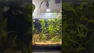 Aquatic plants growing without CO2 and liquid fertilizer 😍 shorts [upl. by Ilehs360]