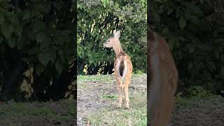 Baby Cheetal The Spotted Deer [upl. by Bullivant364]