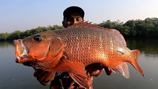 ഇന്നലെ പുഴയിൽ നിന്ന് കിട്ടിയ മീനിനെ കണ്ടോ  Mangrove jack  Red Snapper  ചെമ്പല്ലി പിടുത്തം [upl. by Ahsenid768]