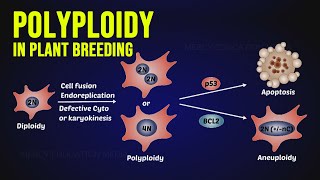 Polyploidy in Plant Breeding [upl. by Eenobe]