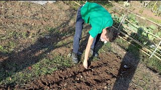 Agricultura Portugal Semear alhos 🧄 na horta [upl. by Downall]