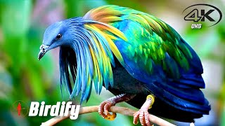 The Amazing World of Birds A Visual Feast  4K UHD [upl. by Htessil]