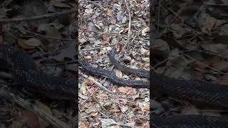 Western Texas Rat Snake [upl. by Elokyn700]