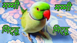 Talking Mitthu Betu  Parrot Talking Mummy Papa [upl. by Anrehs]