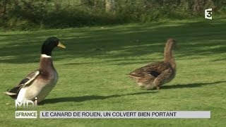 ANIMAUX  Le canard de Rouen un colvert bien portant [upl. by Norrat]