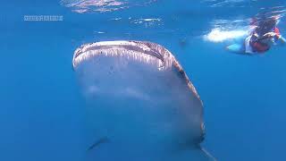 Cozumel Whale Shark Tour 2024 [upl. by Price]