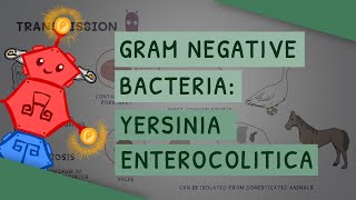 Gram Negative Bacteria Yersinia enterocolitica [upl. by Arimay]