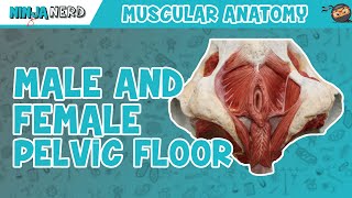 Muscles of the Male amp Female Pelvic Floor  Anatomy Model [upl. by Annadiana]