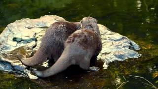 Mating Otters  Wetlands London [upl. by Macfadyn]