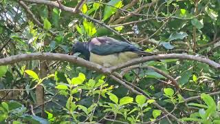 New Zealand pigeons  TiriTiri Matangi  New Zealand  New Zealand Birds [upl. by Nikolos800]