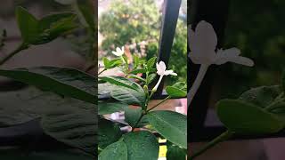 Calophyllum inophyllumviralvideo foryou nature love lovesong lovestatus like flowers [upl. by Eisset798]