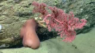 Habitat Exploration DeepSea Corals [upl. by Egan]