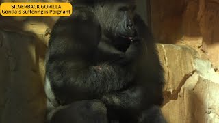 SILVERBACK GORILLAAKIKI  Gorilla’s Suffering is Poignant  PART 1 Akiki gorilla [upl. by Natka312]