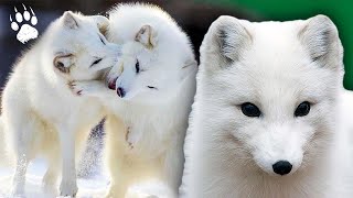 Survivant des Glaces  Le Renard Polaire Face aux Enfers Arctiques🦊  Documentaire animalier  AMP [upl. by Longo]