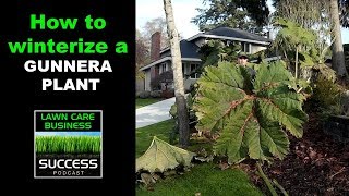 How to winterize a gunnera plant [upl. by Durno]