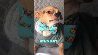 Are MUNDAYS your least favorite🤔funny shorts short youtube yt fyp reels dog explore dogs [upl. by Pallas]