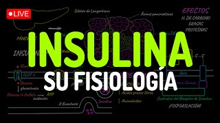 ¡INSULINA TODA su FISIOLOGÍA en 1 clase [upl. by Wing]