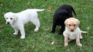 Labrador Puppies Playing Around in Yard  Very Cute [upl. by Elihu]