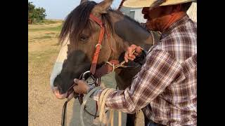 Say what You can remove a rope halter from underneath a headstall [upl. by Sadnalor]