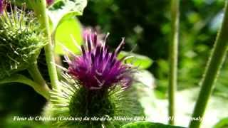 Fleurs du site des étangs de la Minière 24 Juillet 2014 [upl. by Ramsey336]