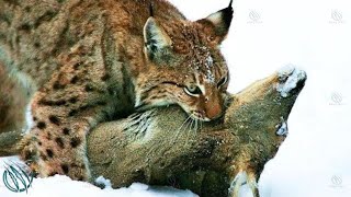 EURASIAN LYNX ─ Europe’s 3rd Largest Predator [upl. by Osnofedli]