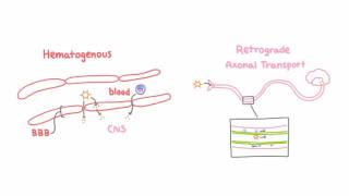 Introduction to Viral Meningitis Encephalitis and Meningoencephalitis [upl. by Blank419]