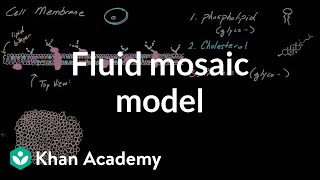 Cell membrane overview and fluid mosaic model  Cells  MCAT  Khan Academy [upl. by Aivatra]