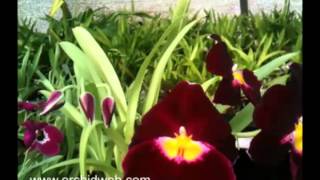 OrchidWeb  Miltoniopsis Arnold Linsman Hot amp Spicy [upl. by Nerraf775]