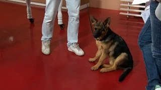 Valpskola med hundcoach Fredrik Steen  Nyhetsmorgon TV4 [upl. by Bosch784]