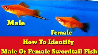 How To Identify Male Or Female Swordtail Fish [upl. by Hoisch231]