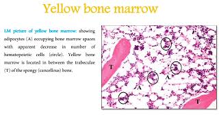 practical histology [upl. by Edelman]