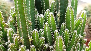 Cereus Peruvianus Florida Cactus [upl. by Sgninnej58]