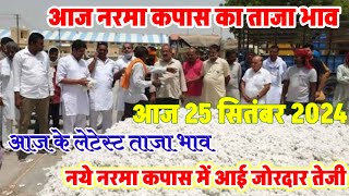 आज 25 सितंबर 2024 नरमा कपास के भाव नरमा कपास में आई जोरदार तेजी Narma kapas bhav cotton Prices [upl. by Yelrihs]