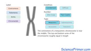 Eukaryotic Chromosome Structure Overview [upl. by Dimphia]