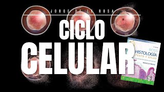 Ciclo Celular 🔄  Mitosis vs Meiosis 🧬  Resumen Histología Ross [upl. by Nirtak]