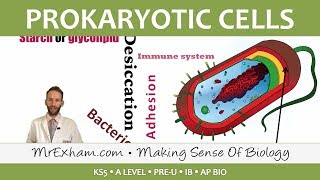 Prokaryotic Cells  Introduction and Structure  Post 16 Biology A Level PreU IB AP Bio [upl. by Dorahs788]