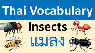 Learn Insects Name in Thai  Learn Thai [upl. by Tecu50]