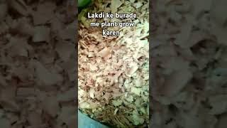 Bina mitti ke lakadi ke burade mein paudhe udana sikhenewtrickgardeningtipsytshorts viralshort [upl. by Annoid]