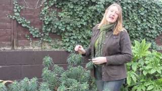 Gardening Tips Introducing Euphorbia [upl. by Otnicaj]