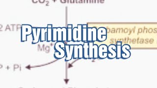 Pyrimidine Synthesis Denovo synthesis of Pyrimidine Pyrimidine Biosynthesis Pyrimidine Metabolism [upl. by Nage]