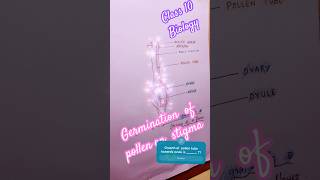 Germination of pollen grain on stigma  biology class10 diagram sslc youtubeshorts shorts yt [upl. by Chen]