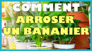 Comment entretenir un bananier [upl. by Annam]