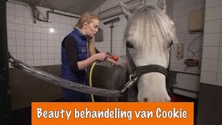 Beauty behandeling van Cookie  PaardenpraatTV [upl. by Namyac]