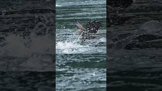 Fierce competition for food Sea Lion vs Bald Eagle Who will get the fish wildlifewithamber [upl. by Yelsgnik633]