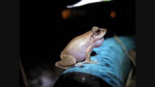 Coqui frogs UP CLOSE and LOUD [upl. by Blunk]